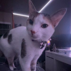 Meet your Posher, Mikayla